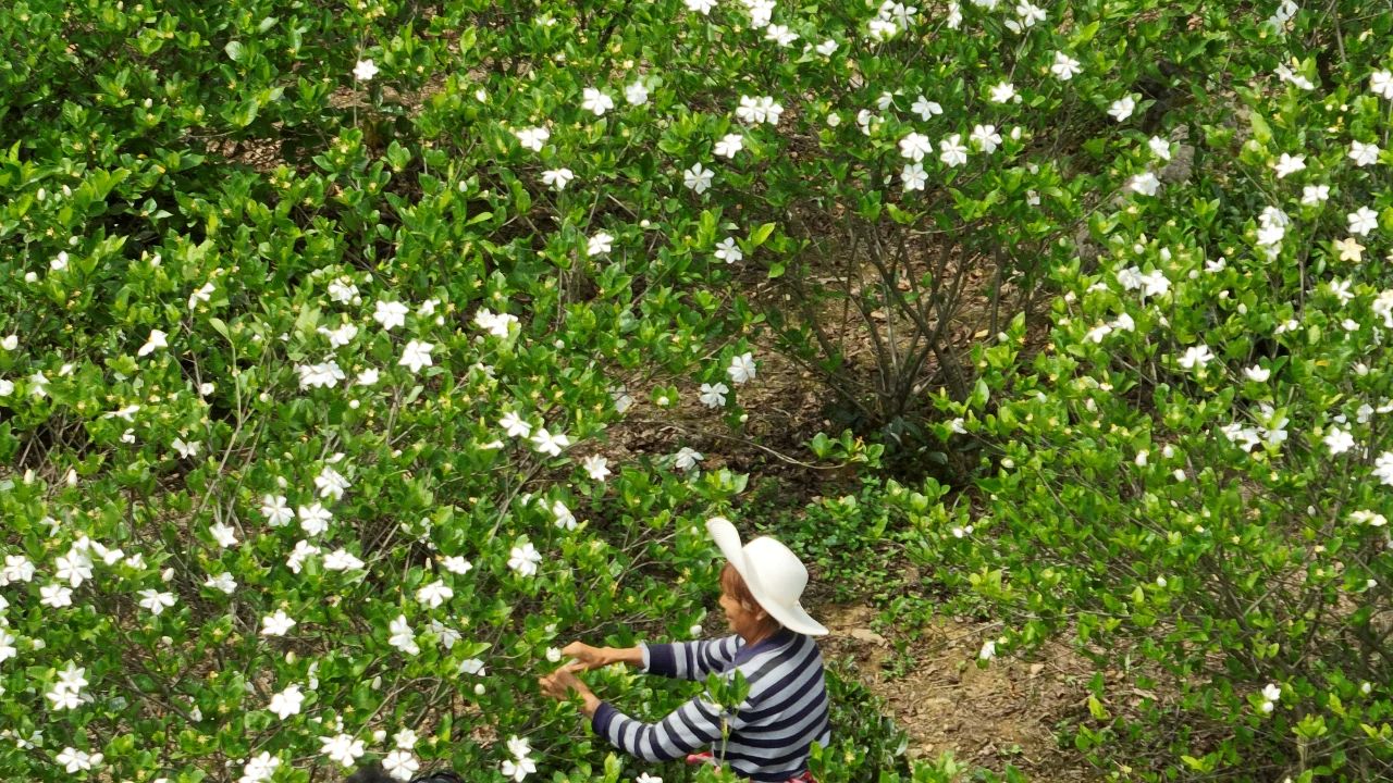 宜昌这片树叶，到底有多少变化