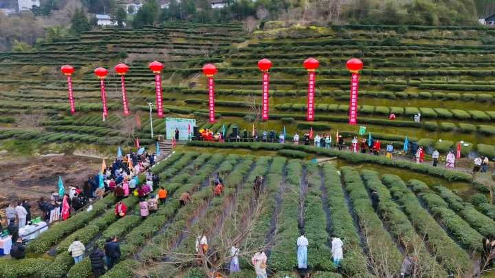 宜昌秭归早茶基地抢“鲜”开园