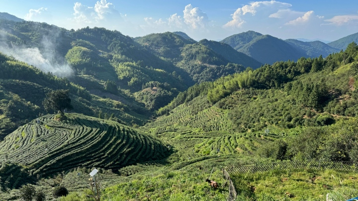 “十五五”时期，茶园机械化如何大显身手？