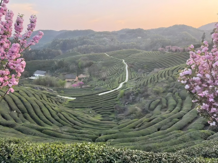 720  茶园示意图.jpg