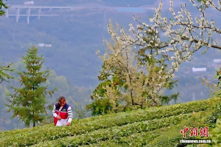 720-中新网。02 (1).png