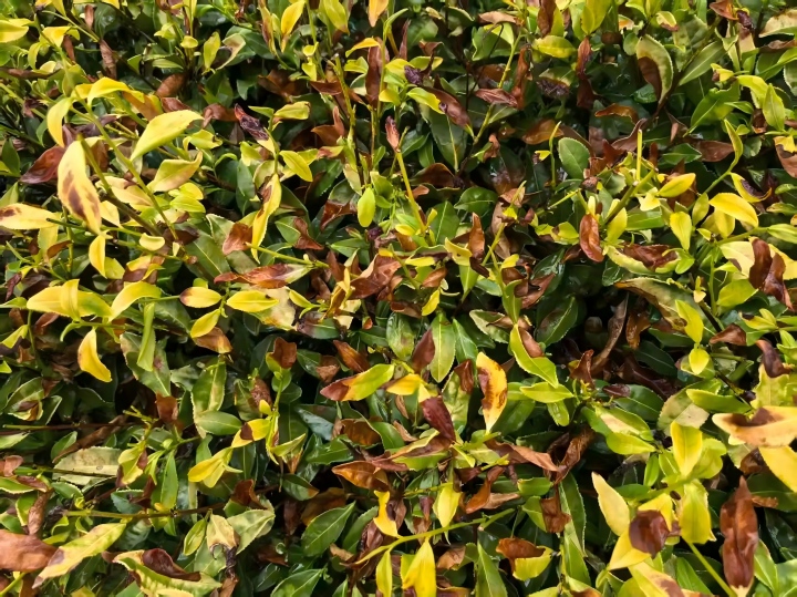 国家茶叶产业技术体系发布茶园夏秋季防灾减灾技术指导意见