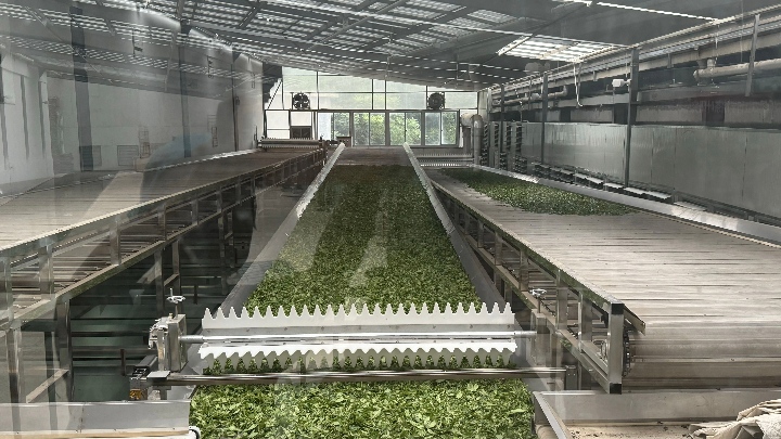 “十四五”期间，茶叶加工研究取得了哪些新突破？